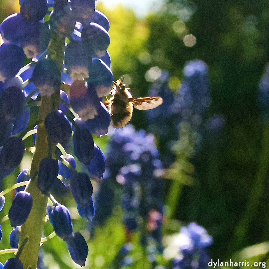 image: This is ‘
escher blummen (lvii) 5
’.