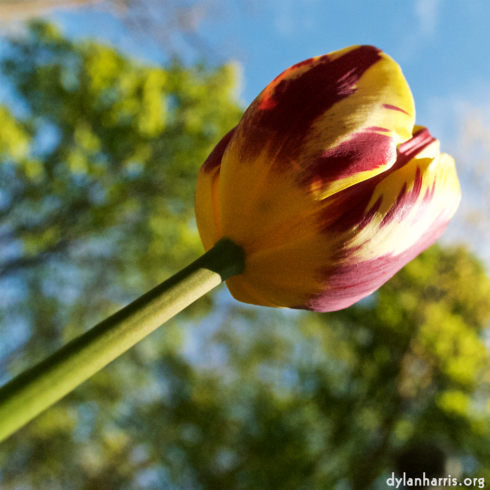 image: This is ‘
escher blummen (lvii) 6
’.