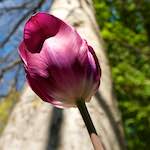 Image: First image from the photoset 'escher blummen (lvii)'.