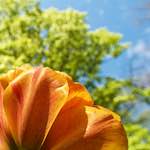 Image: Third image from the photoset 'escher blummen (lvii)'.