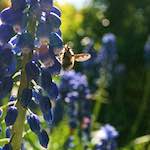 Image: Fifth image from the photoset 'escher blummen (lvii)'.