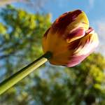 Image: Sixth image from the photoset 'escher blummen (lvii)'.