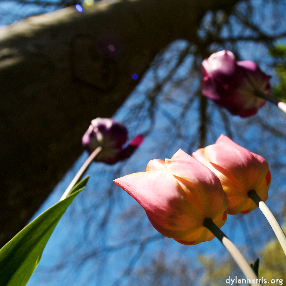 image: This is ‘
escher blummen (lviii) 4
’.