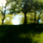 Image: First image from the photoset 'escher blummen (lviii)'.