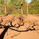 Image: Second image from the photoset 'escher blummen (lviii)'.