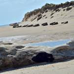 Image: Second image from the photoset 'alnmouth (ii)'.