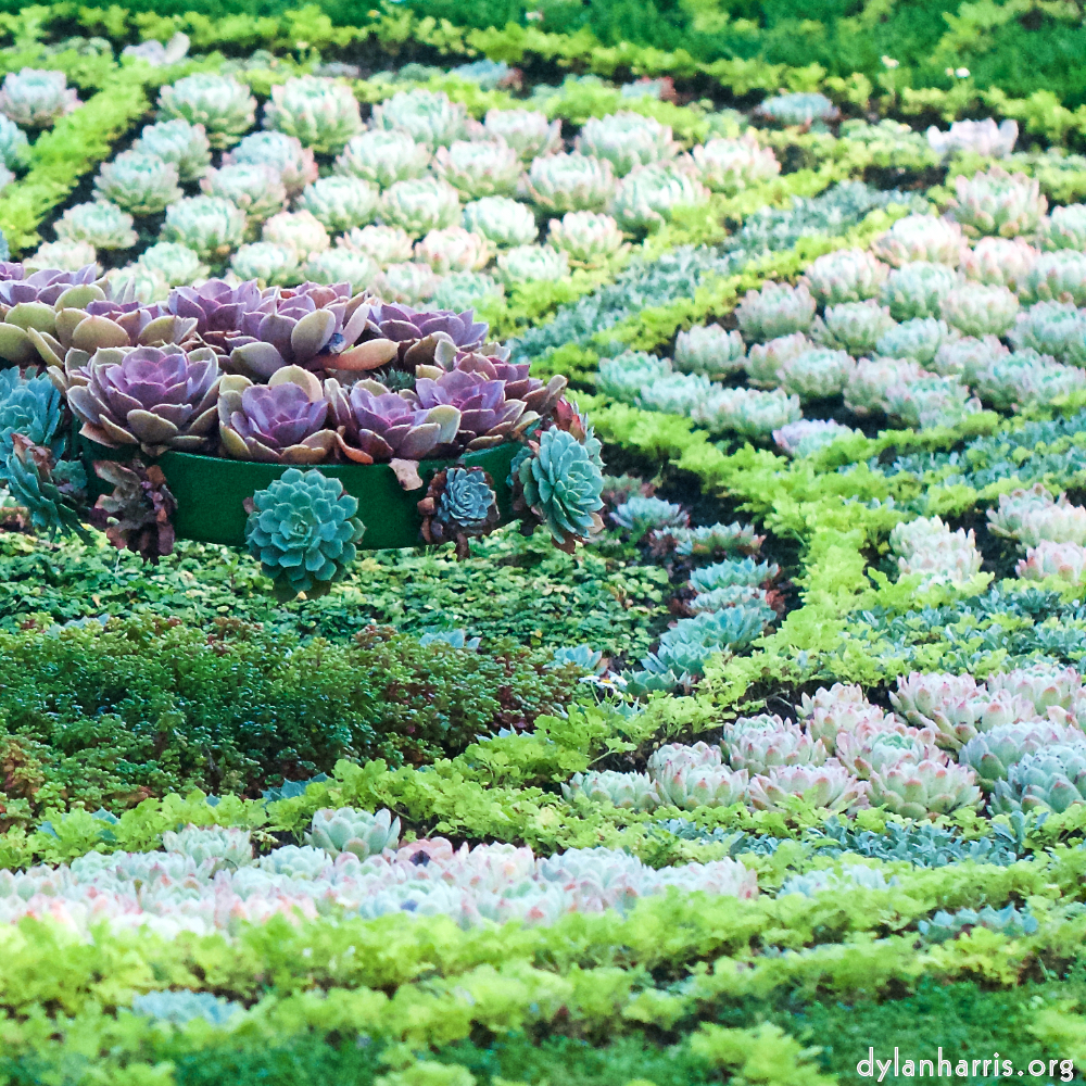 Image: Image 'flower (vi) 3'.