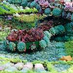 Image: Second image from the photoset 'flower (vi)'.