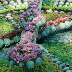 Image: Fourth image from the photoset 'flower (vi)'.