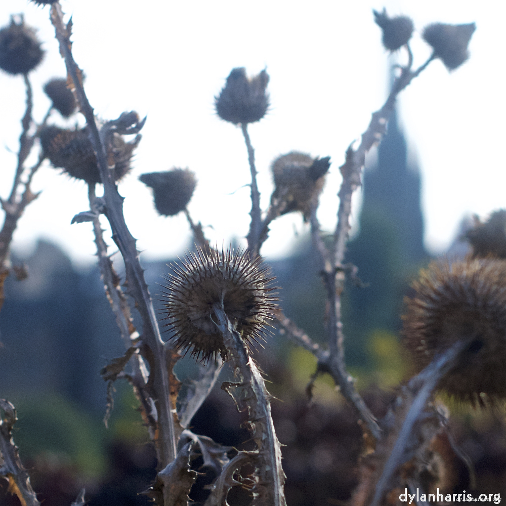 image: This is ‘
flower (vii) 2
’.