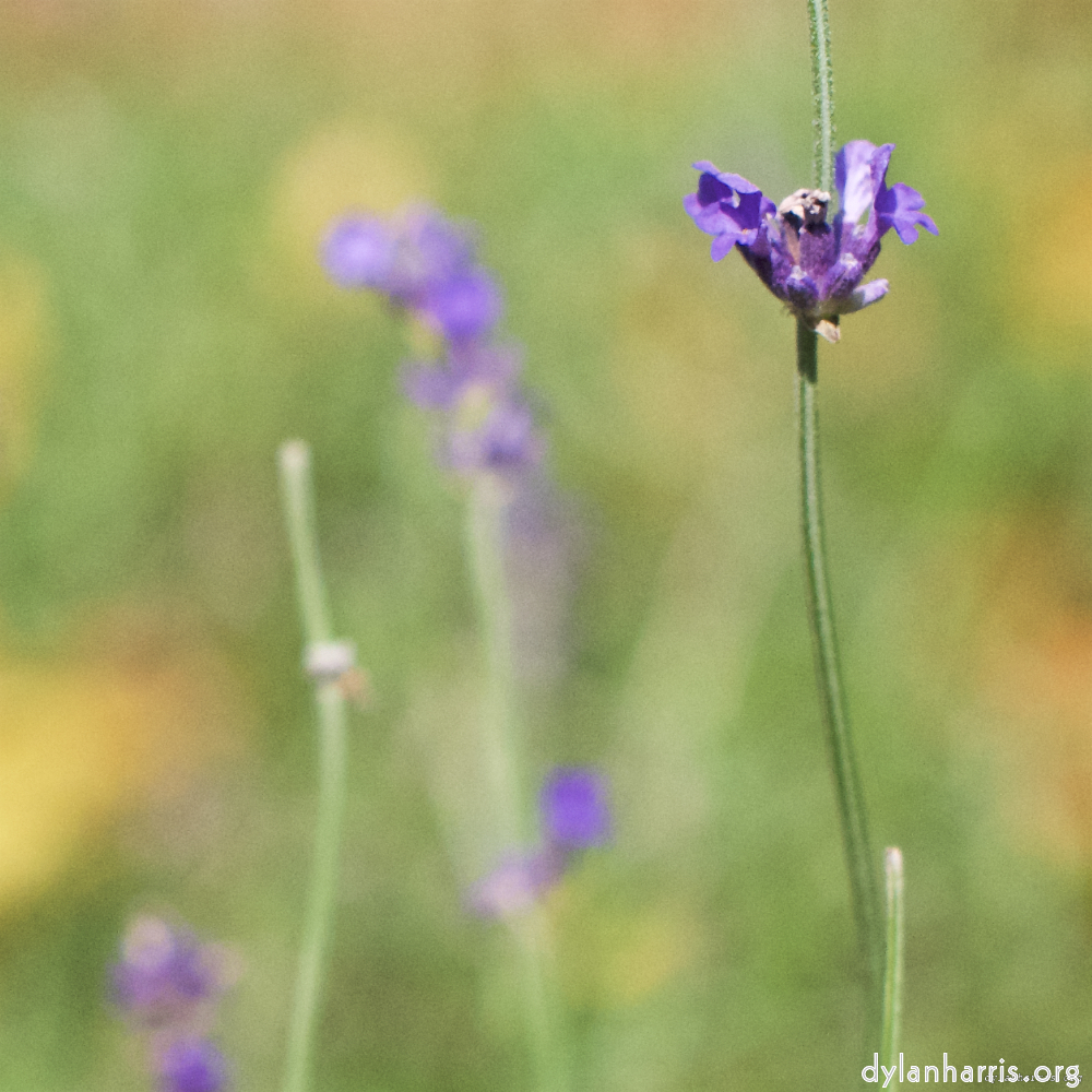 image: This is ‘
flower (vii) 3
’.