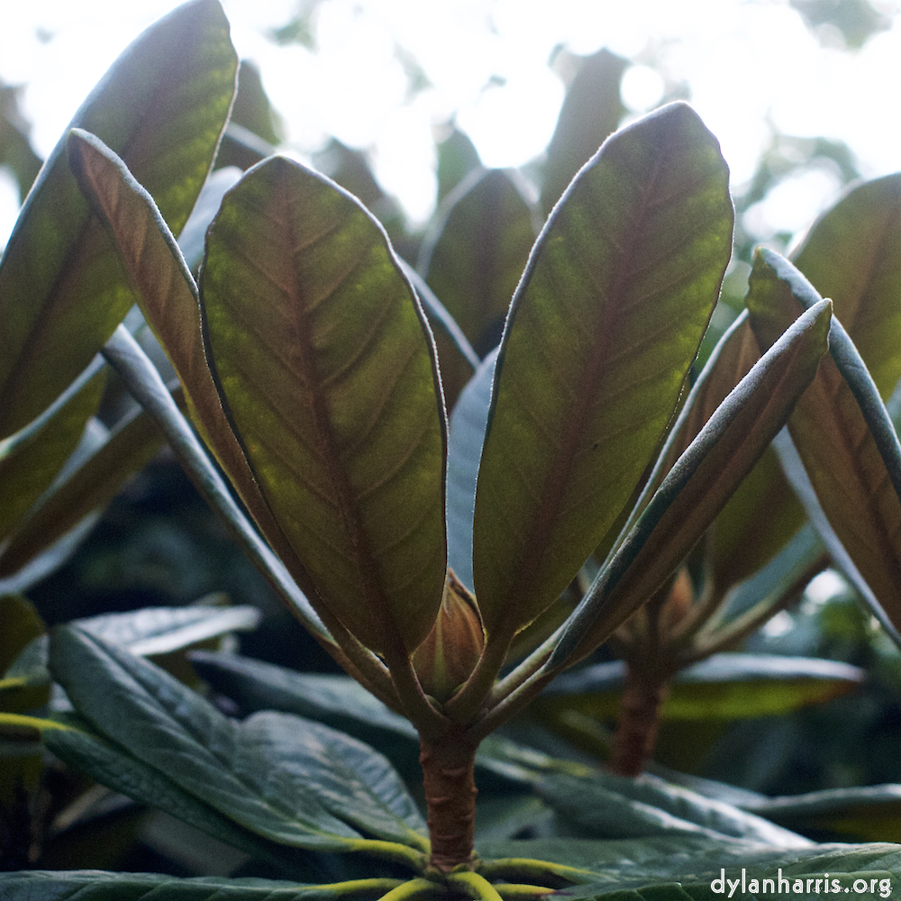 image: This is ‘
flower (vii) 4
’.