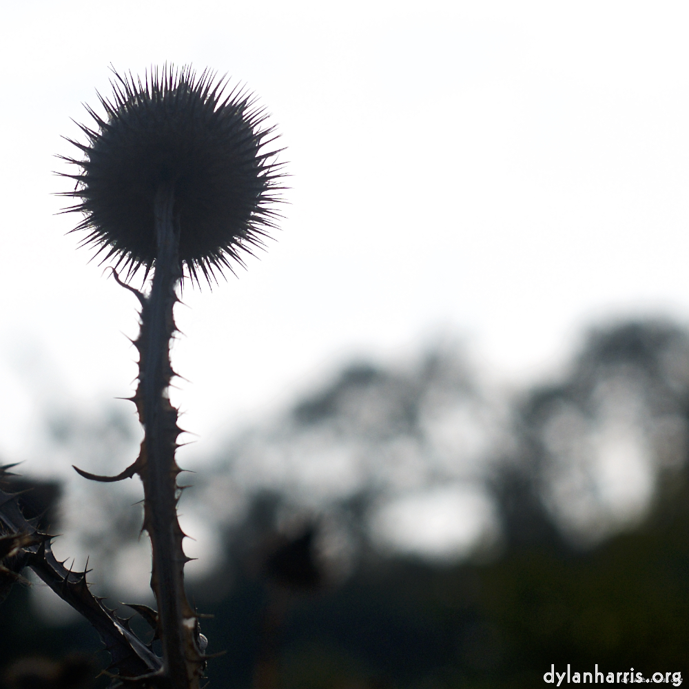 image: This is ‘
flower (vii) 5
’.