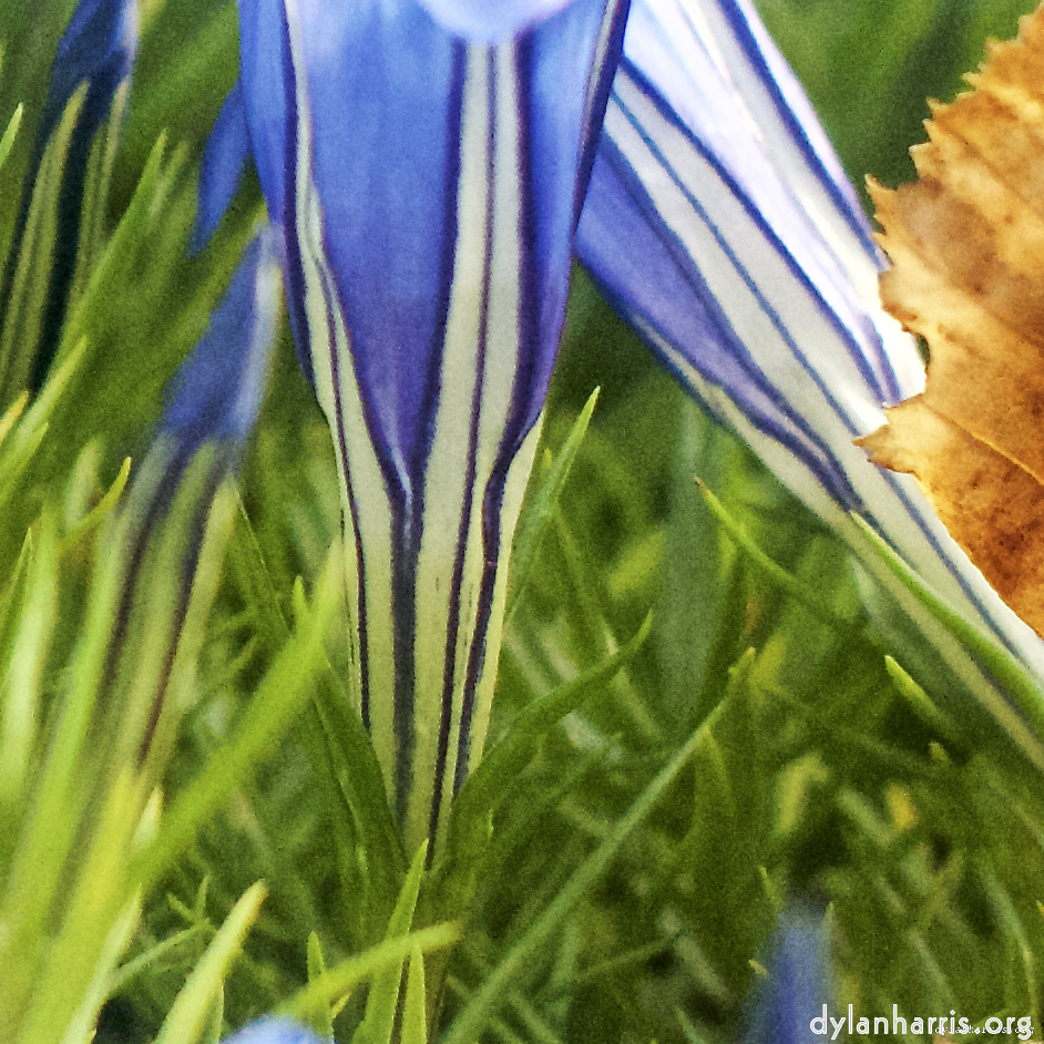 image: This is ‘
flower (vii) 7
’.