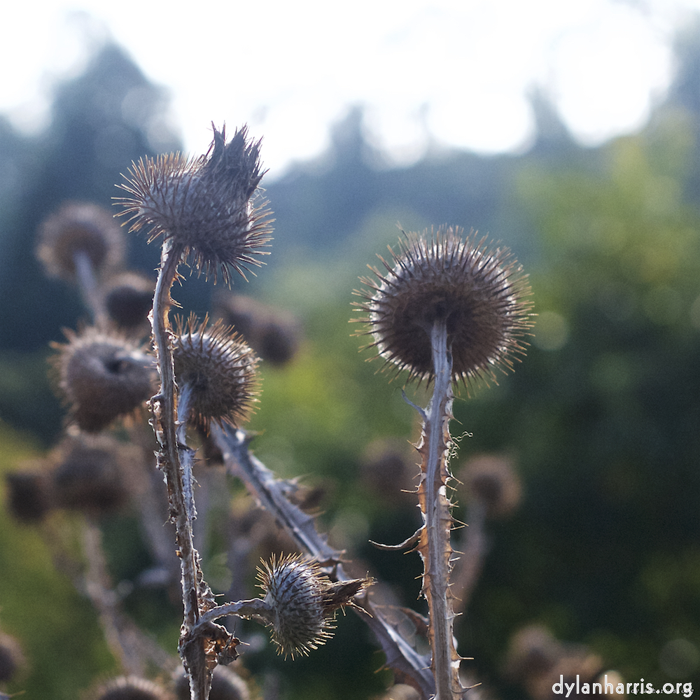 image: This is ‘
flower (vii) 8
’.