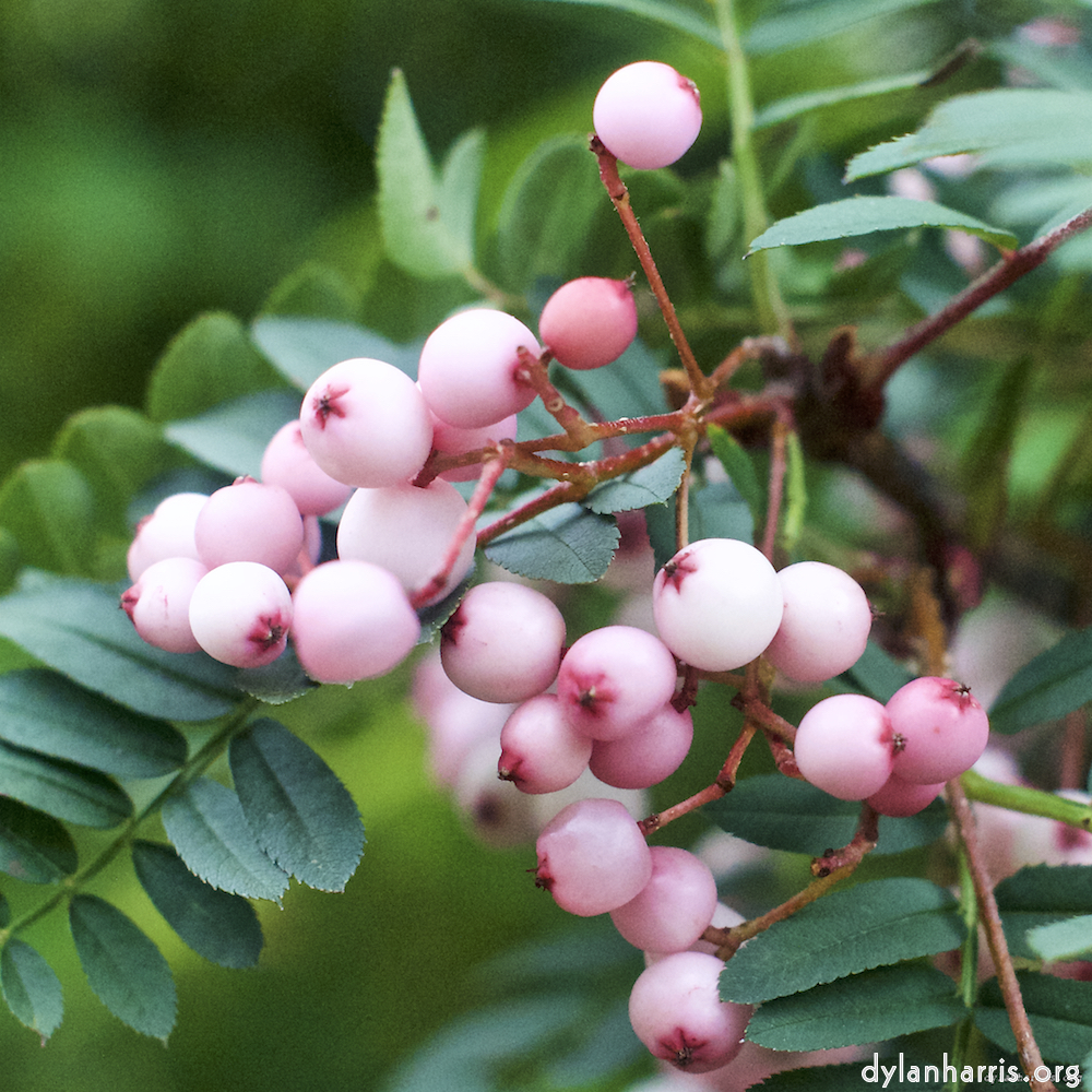 image: This is ‘
flower (vii) 9
’.