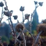 image: Image from the photoset ‘
flower (vii)
’.