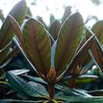 image: Image from the photoset ‘
flower (vii)
’.