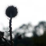 image: Image from the photoset ‘
flower (vii)
’.