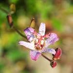 image: on going ungrey