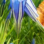 image: Image from the photoset ‘
flower (vii)
’.