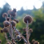 image: Image from the photoset ‘
flower (vii)
’.