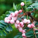 image: Image from the photoset ‘
flower (vii)
’.