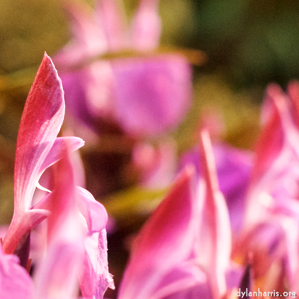 image: This is ‘
flower (viii) 1
’.