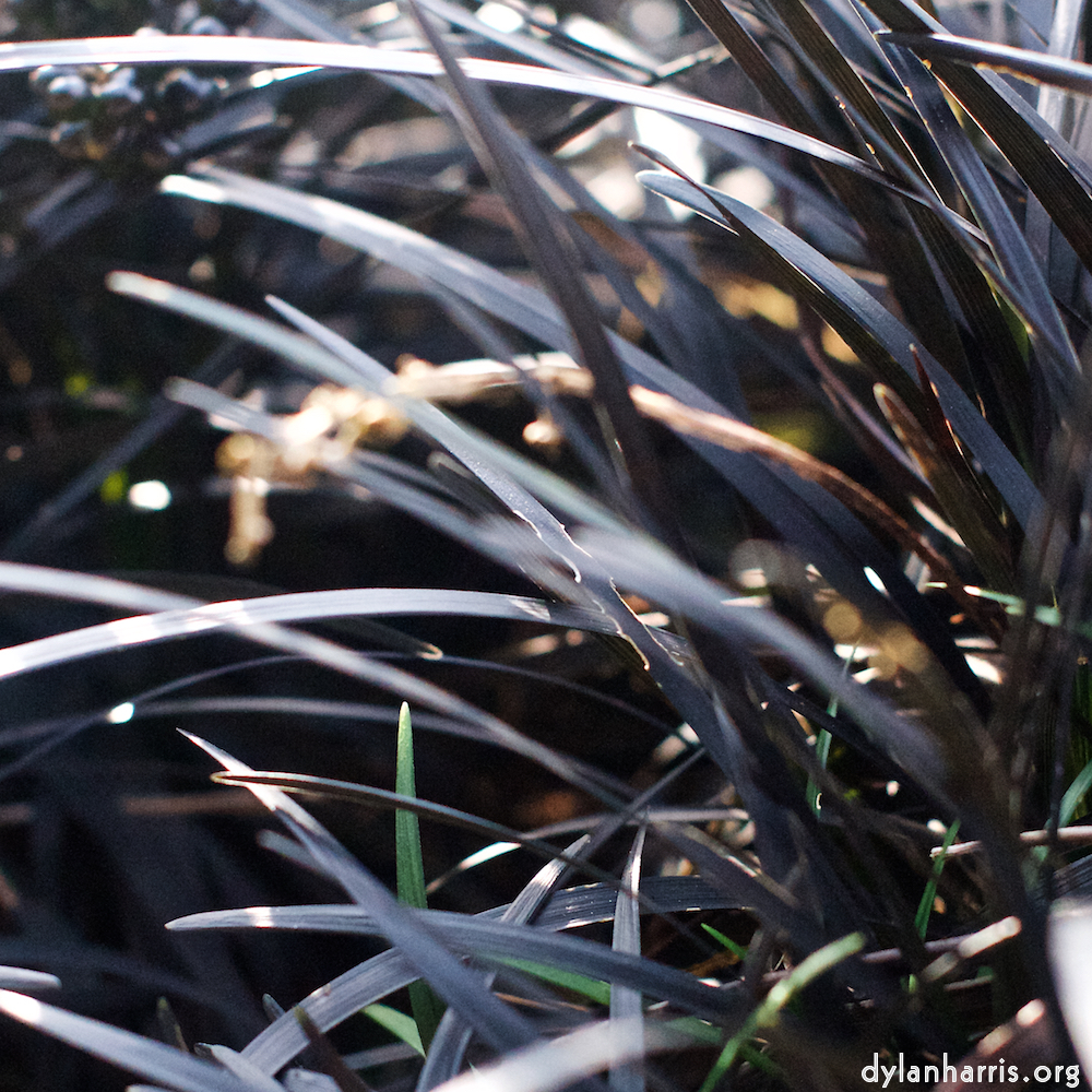 image: This is ‘
flower (viii) 2
’.