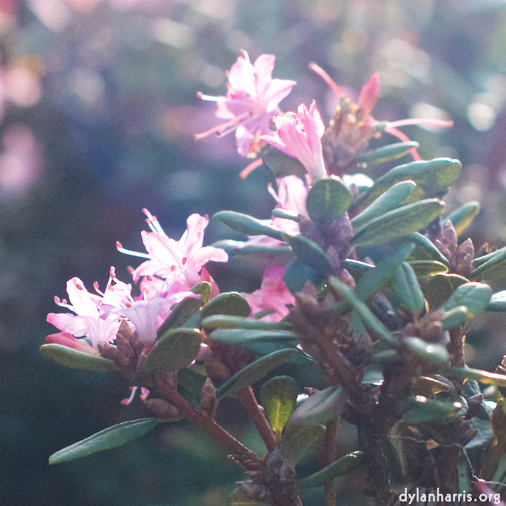 image: This is ‘
flower (viii) 3
’.