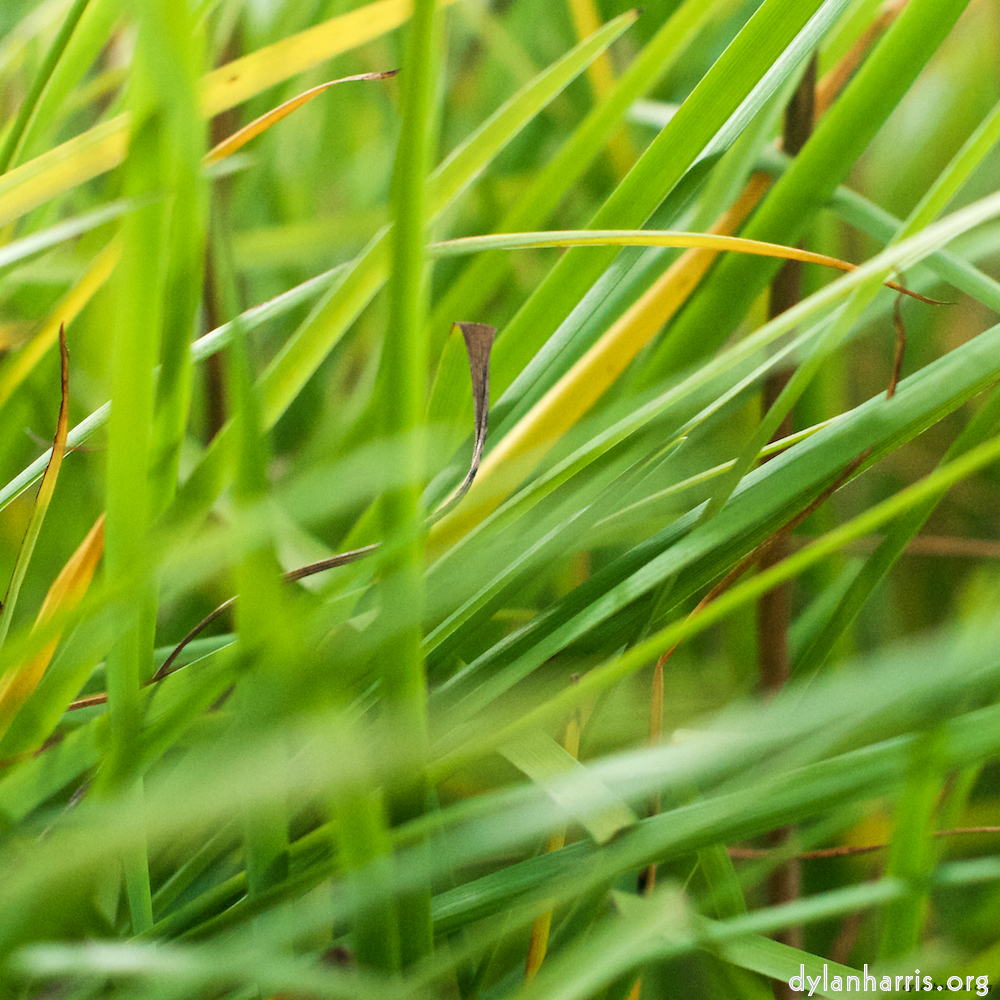 image: This is ‘
flower (viii) 4
’.