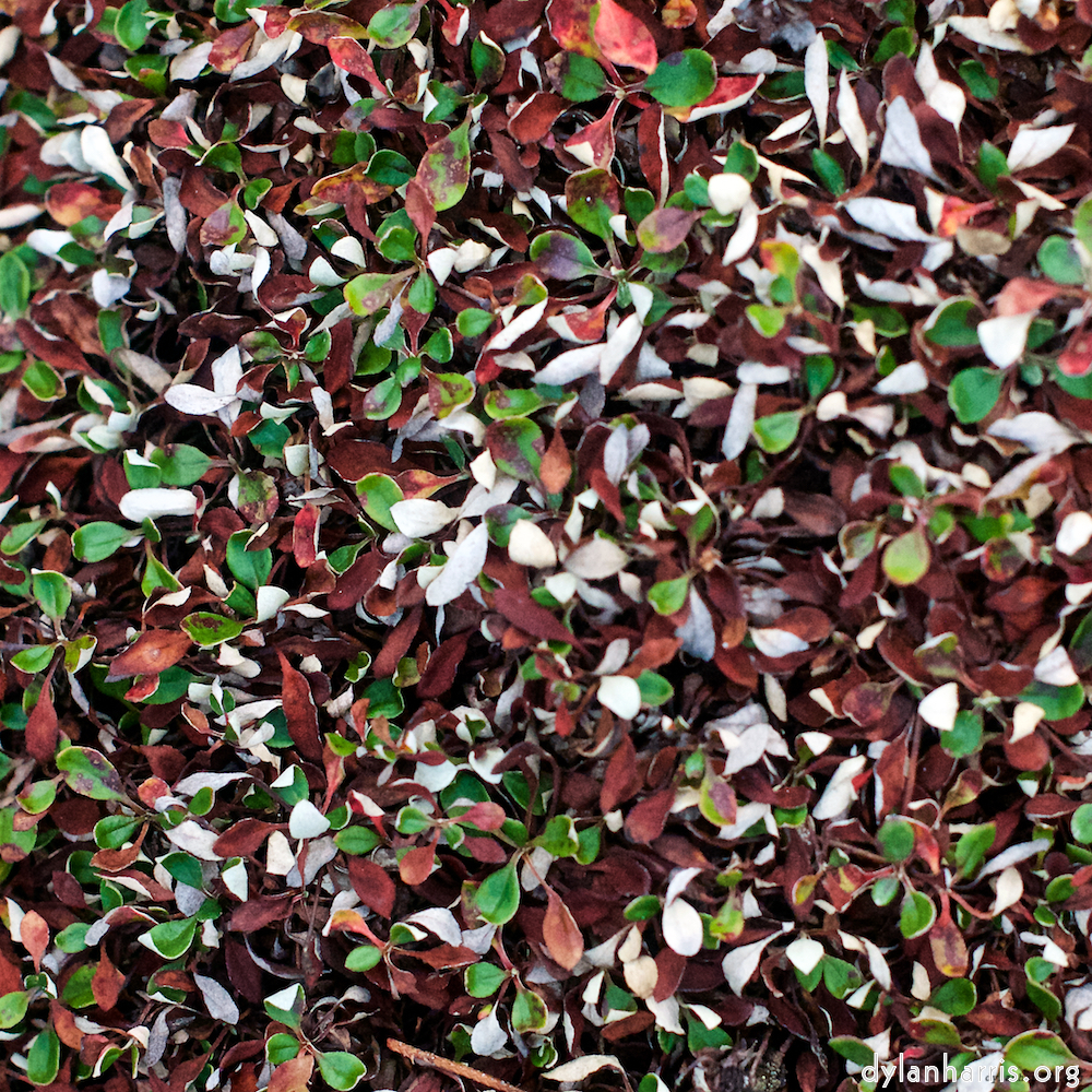 image: This is ‘
flower (viii) 5
’.