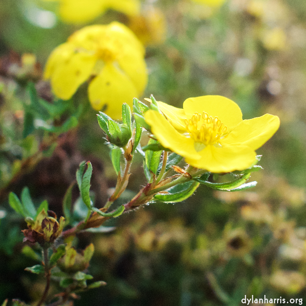 image: This is ‘
flower (viii) 7
’.