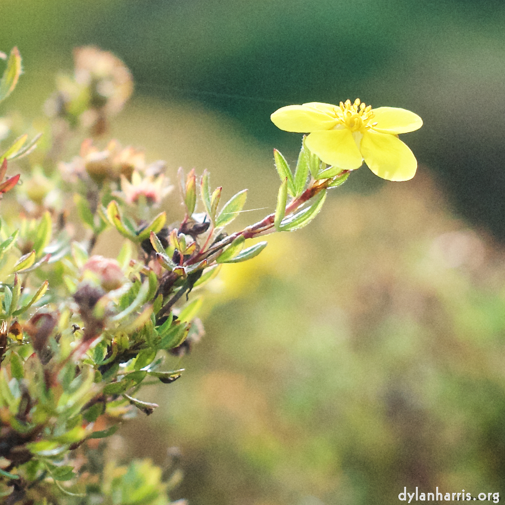 image: This is ‘
flower (viii) 9
’.