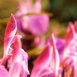 image: Image from the photoset ‘
flower (viii)
’.