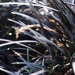 image: Image from the photoset ‘
flower (viii)
’.