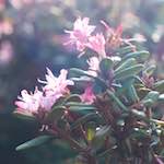 image: Image from the photoset ‘
flower (viii)
’.