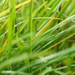 image: Image from the photoset ‘
flower (viii)
’.