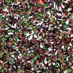 image: Image from the photoset ‘
flower (viii)
’.