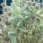 image: Image from the photoset ‘
flower (viii)
’.