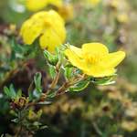 image: Image from the photoset ‘
flower (viii)
’.