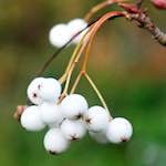 image: Image from the photoset ‘
flower (viii)
’.