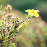 image: Image from the photoset ‘
flower (viii)
’.