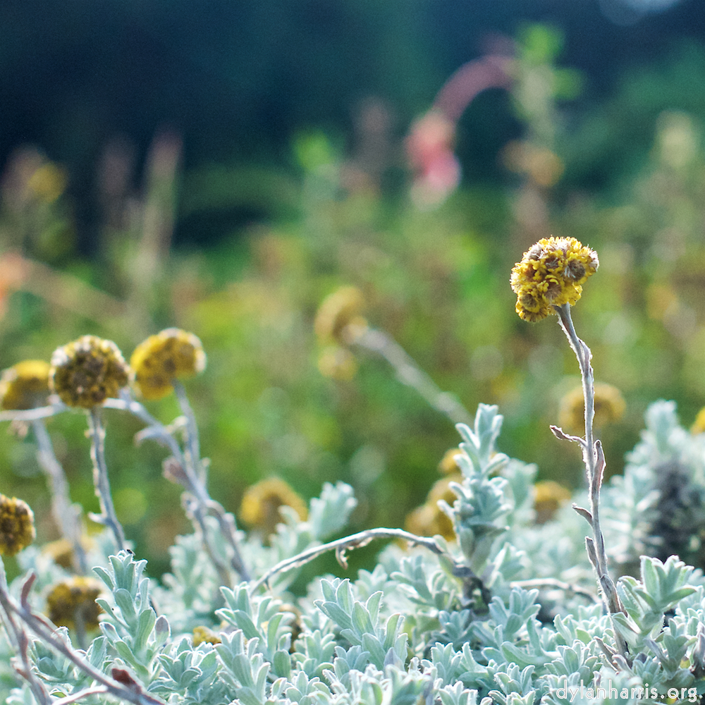 image: This is ‘
flower (ix) 1
’.