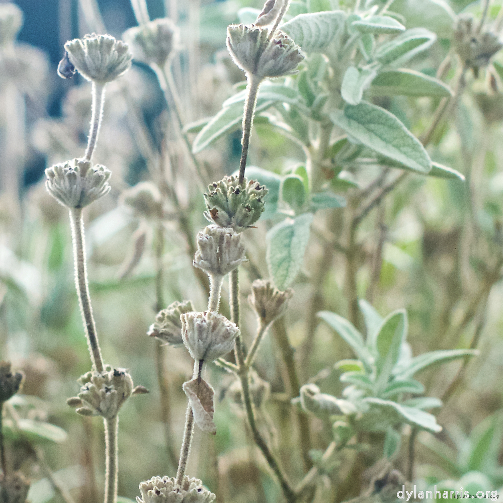 image: This is ‘
flower (ix) 2
’.