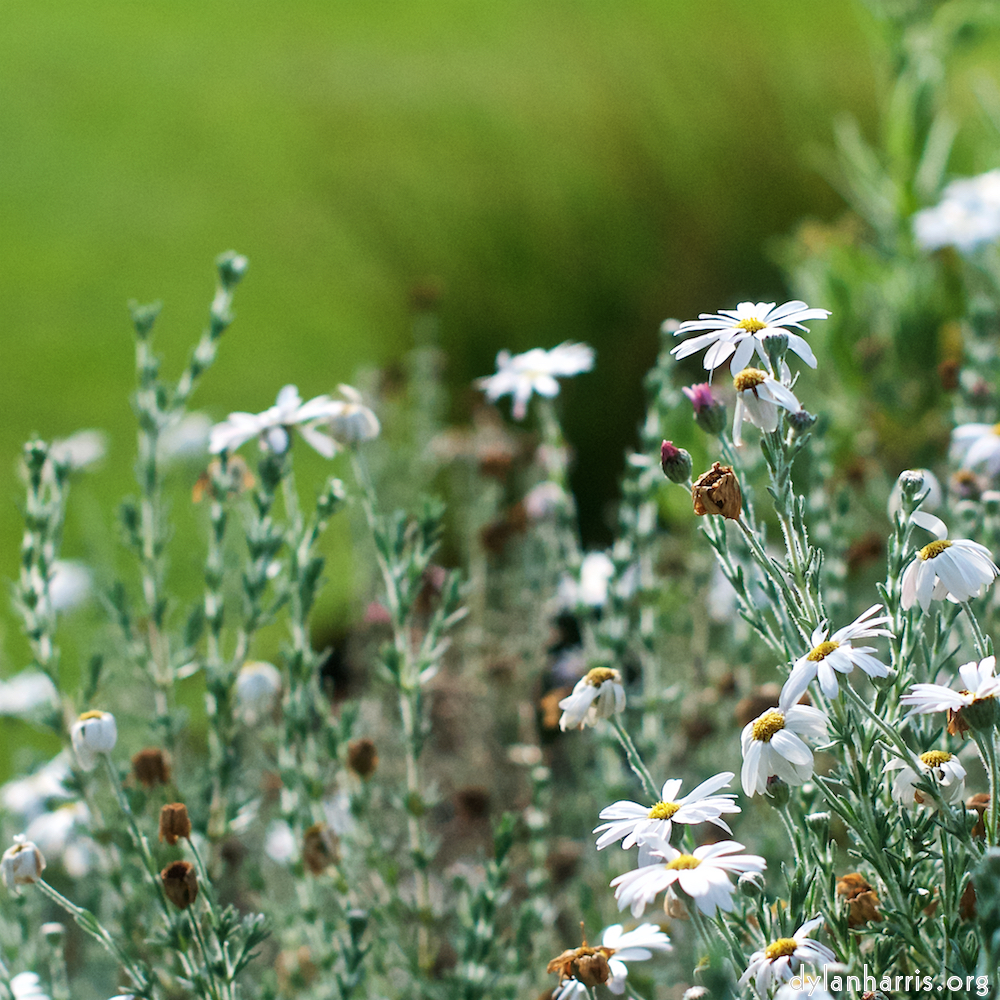 image: This is ‘
flower (ix) 3
’.