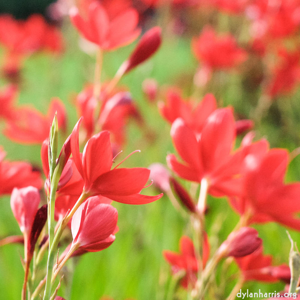 image: This is ‘
flower (ix) 4
’.