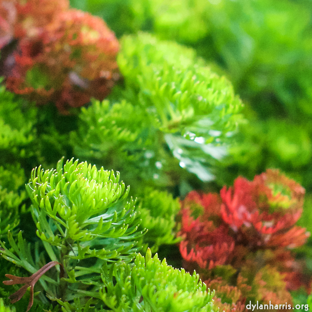 image: This is ‘
flower (ix) 5
’.