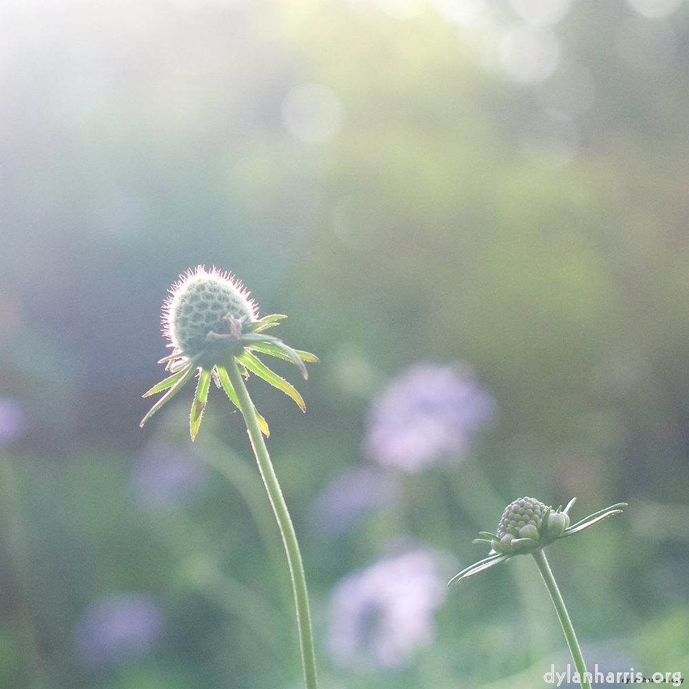 image: This is ‘
flower (ix) 7
’.