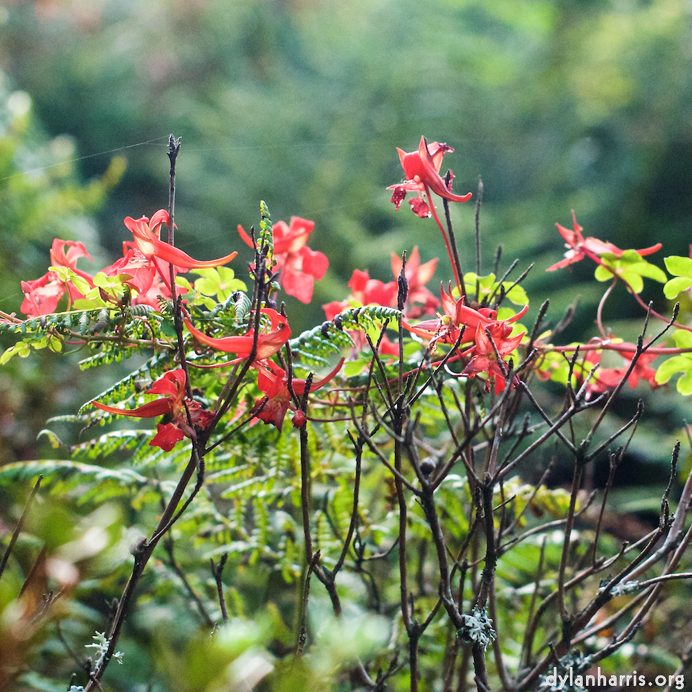 image: This is ‘
flower (ix) 8
’.